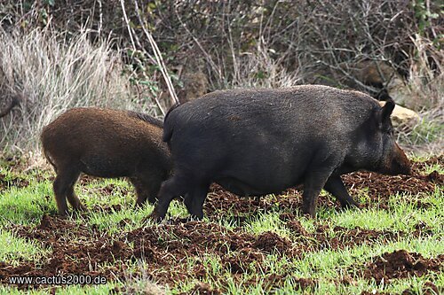 Rotte mit Wildschweinen und verwilderten Hausschweinen, Portugal