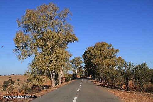 Straße im Alentejo, Portugal