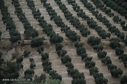 Olivenplantage bei Cazorla, Andalusien