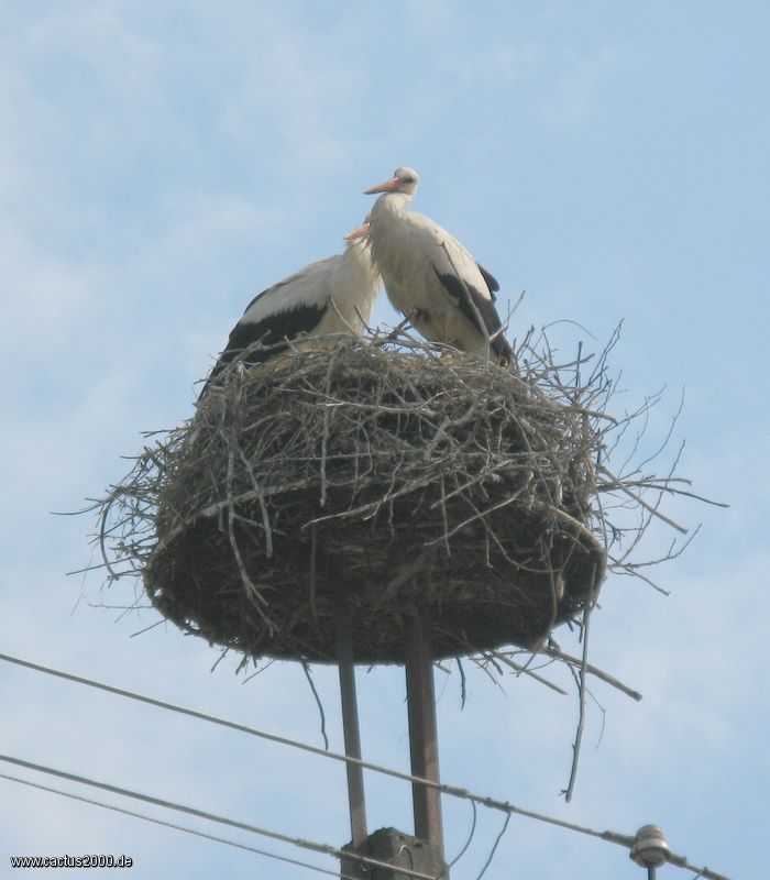 Storchennest